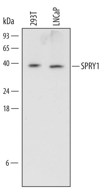 SPRY1 Antibody in Western Blot (WB)