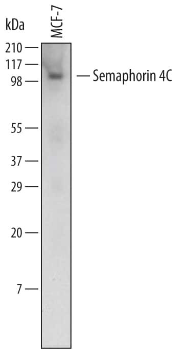 SEMA4C Antibody in Western Blot (WB)