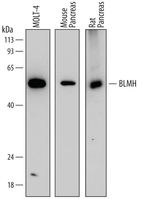 BLMH Antibody in Western Blot (WB)