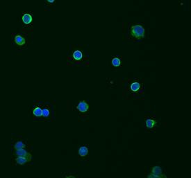 TRIM21 Antibody in Immunocytochemistry (ICC/IF)