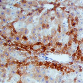 MSP Antibody in Immunohistochemistry (Frozen) (IHC (F))
