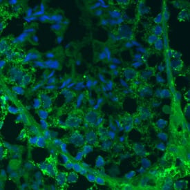 TDRKH Antibody in Immunohistochemistry (Frozen) (IHC (F))