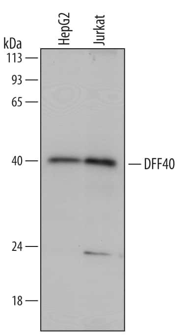 DFFB Antibody in Western Blot (WB)