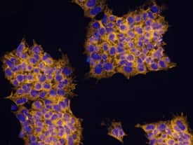 PIWIL4 Antibody in Immunocytochemistry (ICC/IF)