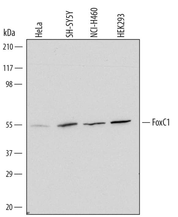 FOXC1 Antibody in Western Blot (WB)
