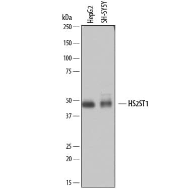 HS2ST1 Antibody in Western Blot (WB)