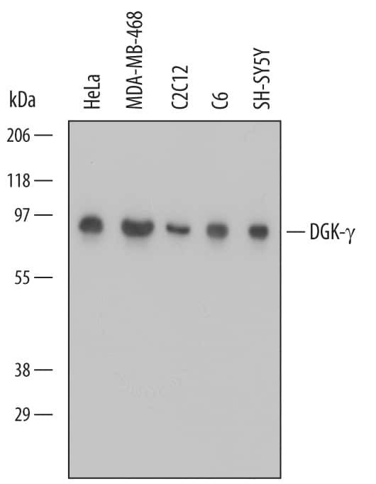 DGKG Antibody in Western Blot (WB)