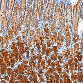 GKN1 Antibody in Immunohistochemistry (Paraffin) (IHC (P))