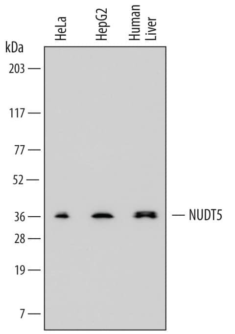 NUDT5 Antibody in Western Blot (WB)