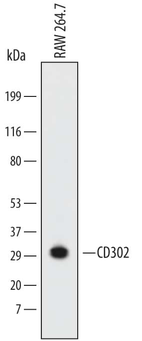 DCL-1 Antibody in Western Blot (WB)