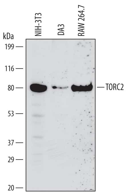 TORC2 Antibody in Western Blot (WB)