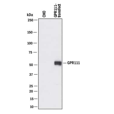 GPR111 Antibody in Western Blot (WB)