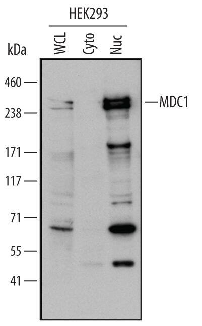 MDC1 Antibody in Western Blot (WB)