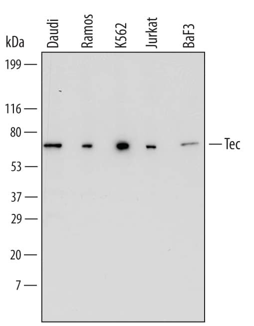 TEC Antibody in Western Blot (WB)