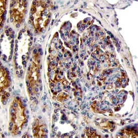 Endothelin A Receptor Antibody in Immunohistochemistry (Paraffin) (IHC (P))