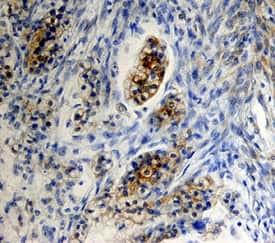 FSHR Antibody in Immunohistochemistry (Paraffin) (IHC (P))