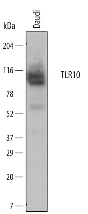 TLR10 Antibody in Western Blot (WB)