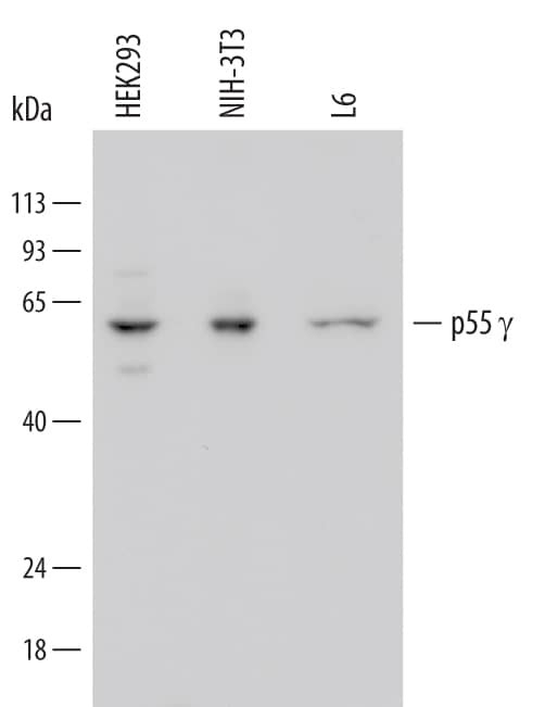 PI3K p55 gamma Antibody in Western Blot (WB)