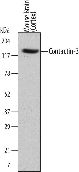 Contactin 3 Antibody in Western Blot (WB)