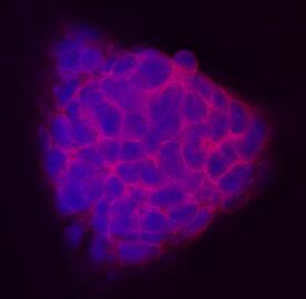 Tex19.1 Antibody in Immunocytochemistry (ICC/IF)