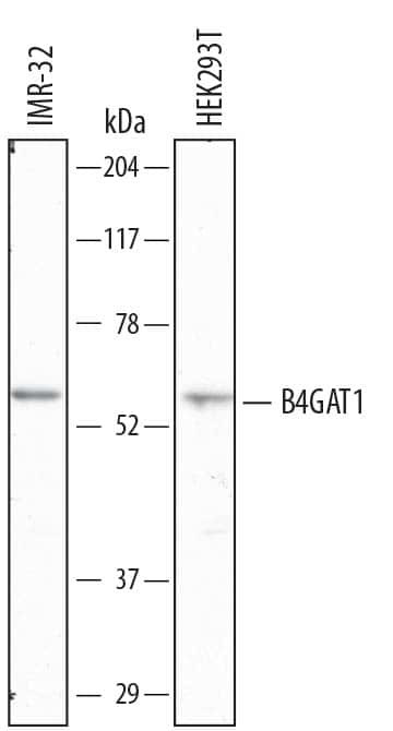 B3GNT1 Antibody in Western Blot (WB)