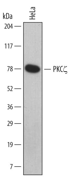 PKC zeta Antibody in Western Blot (WB)