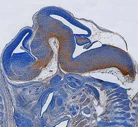 METRNL Antibody in Immunohistochemistry (Frozen) (IHC (F))