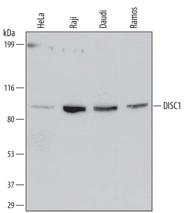 DISC1 Antibody in Western Blot (WB)
