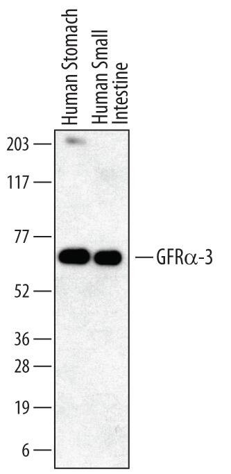 GFR alpha-3 Antibody in Western Blot (WB)
