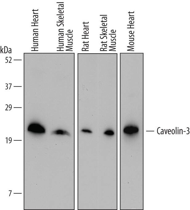 Caveolin 3 Antibody in Western Blot (WB)