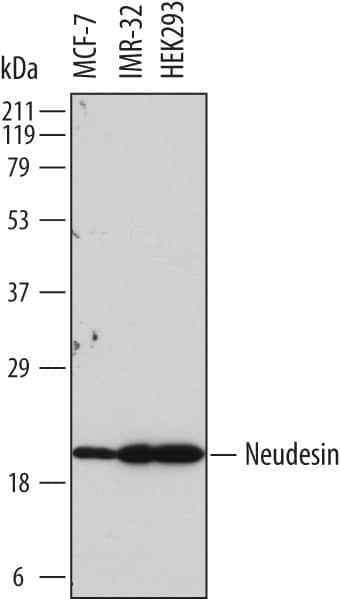 NENF Antibody in Western Blot (WB)