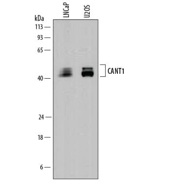 CANT1 Antibody in Western Blot (WB)