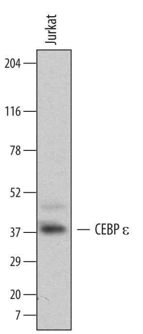 C/EBP epsilon Antibody in Western Blot (WB)