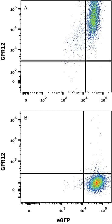 GPR12 Antibody in Flow Cytometry (Flow)