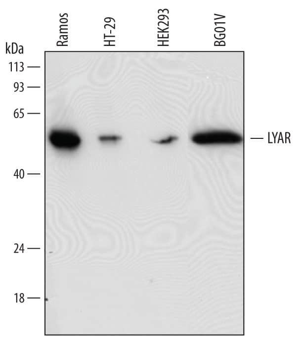 LYAR Antibody in Western Blot (WB)