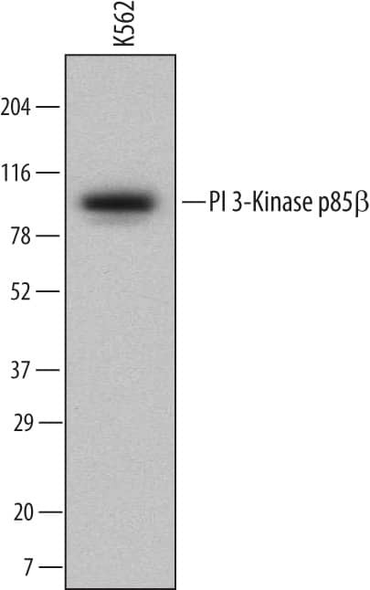 PIK3R2 Antibody in Western Blot (WB)