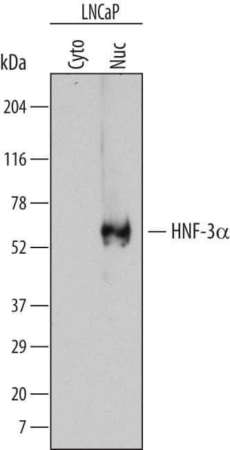FOXA1 Antibody in Western Blot (WB)