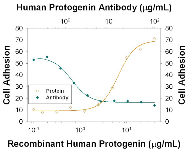 Protogenin Antibody in Neutralization (Neu)