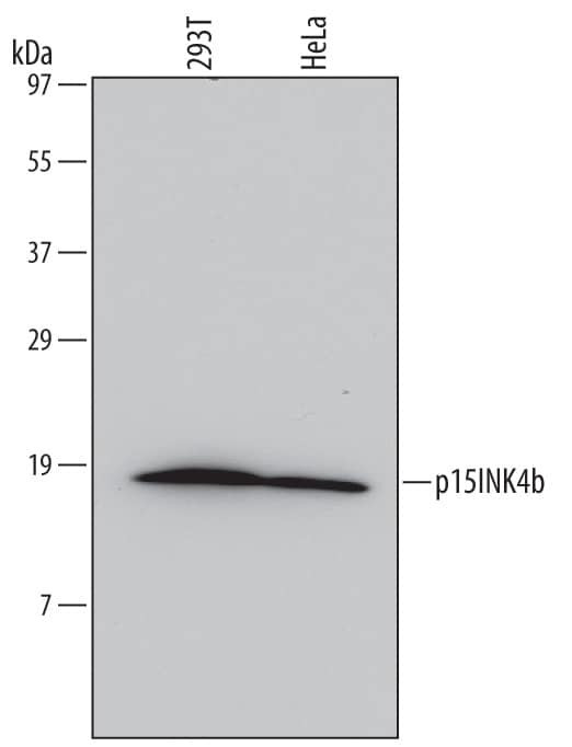 CDKN2B Antibody in Western Blot (WB)