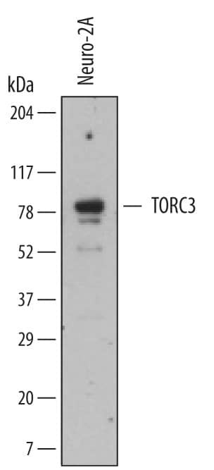 CRTC3 Antibody in Western Blot (WB)