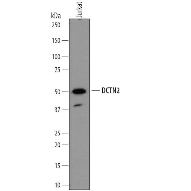 Dynactin 2 Antibody in Western Blot (WB)