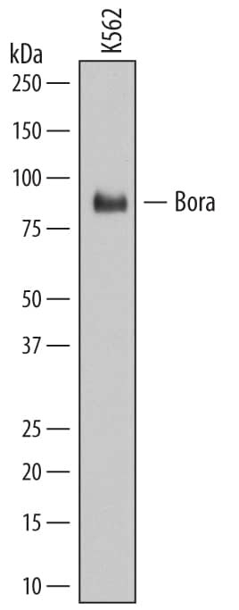 Bora Antibody in Western Blot (WB)