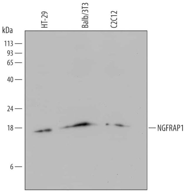 NADE Antibody in Western Blot (WB)