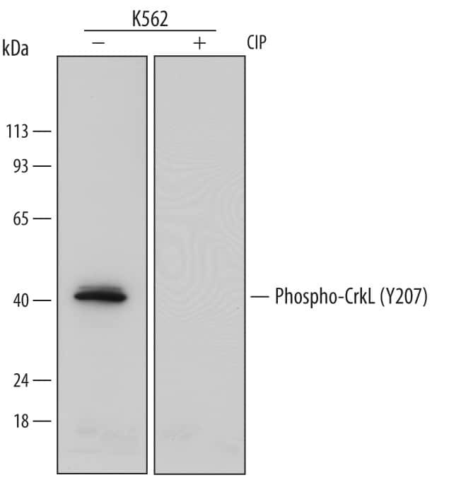 Phospho-CrkL (Tyr207) Antibody in Western Blot (WB)