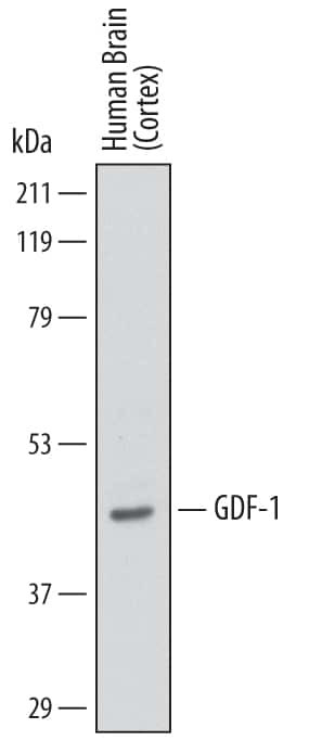 GDF1 Antibody in Western Blot (WB)