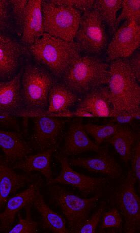 PHD3 Antibody in Immunocytochemistry (ICC/IF)
