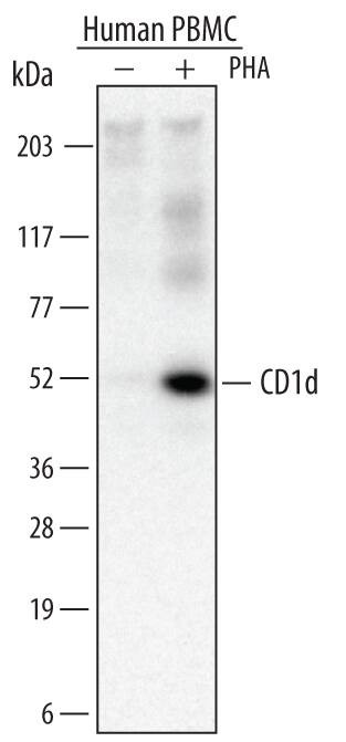 CD1d Antibody in Western Blot (WB)