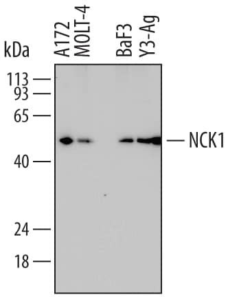 NCK1 Antibody in Western Blot (WB)