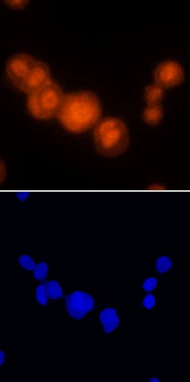 PDCD4 Antibody in Immunocytochemistry (ICC/IF)