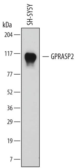 GPRASP2 Antibody in Western Blot (WB)